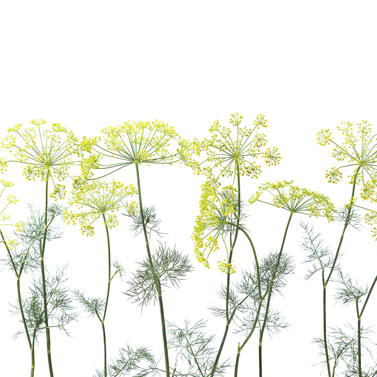 Tapetti Crown Of Dill