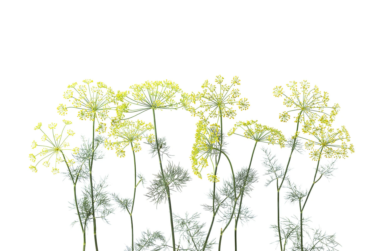 Tapetti Crown Of Dill