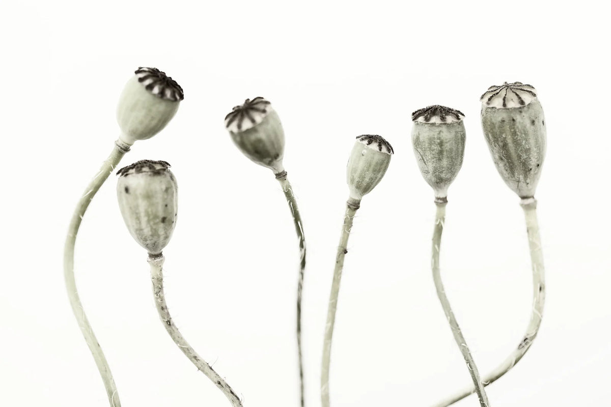 Tapetti Simple Seedpod