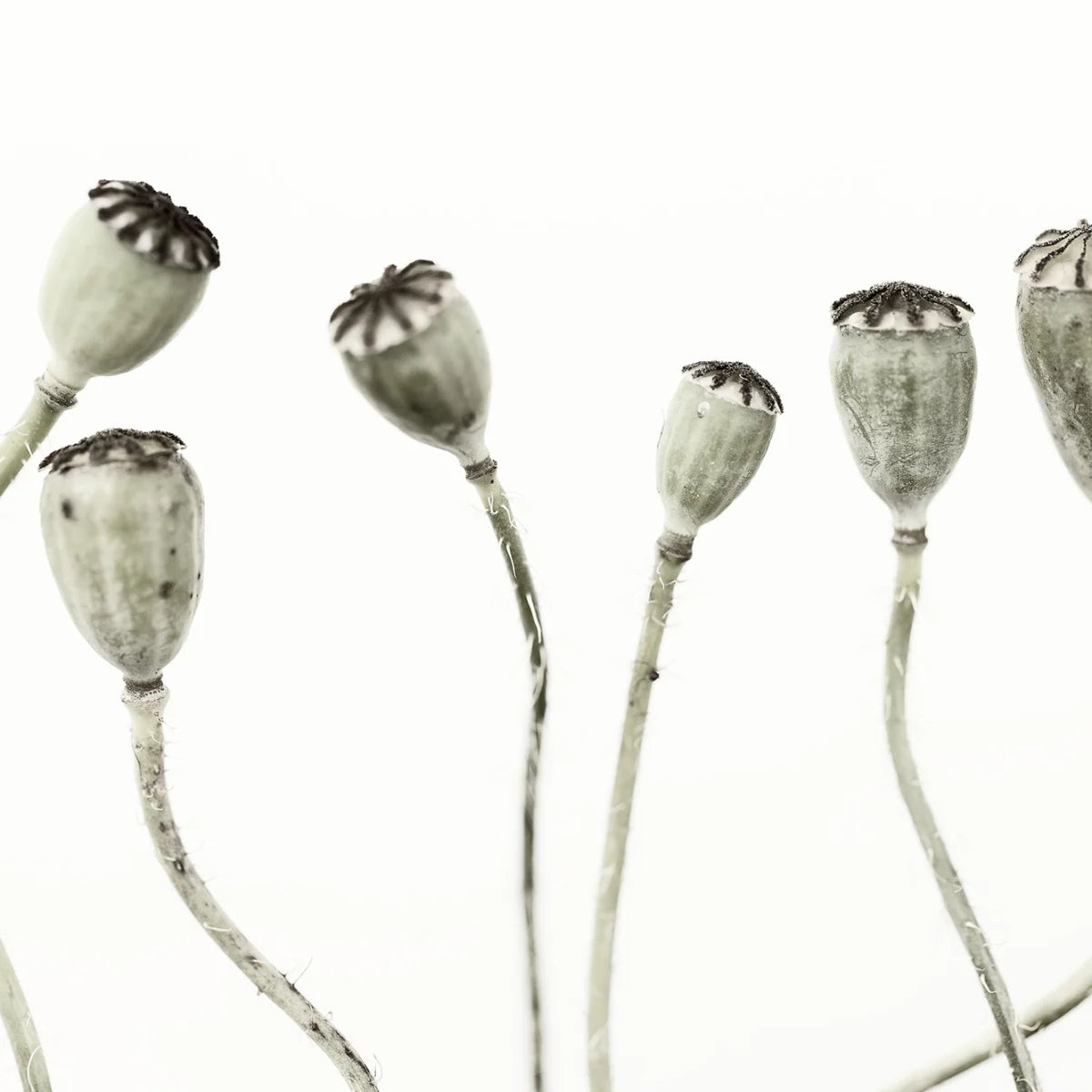 Tapetti Simple Seedpod