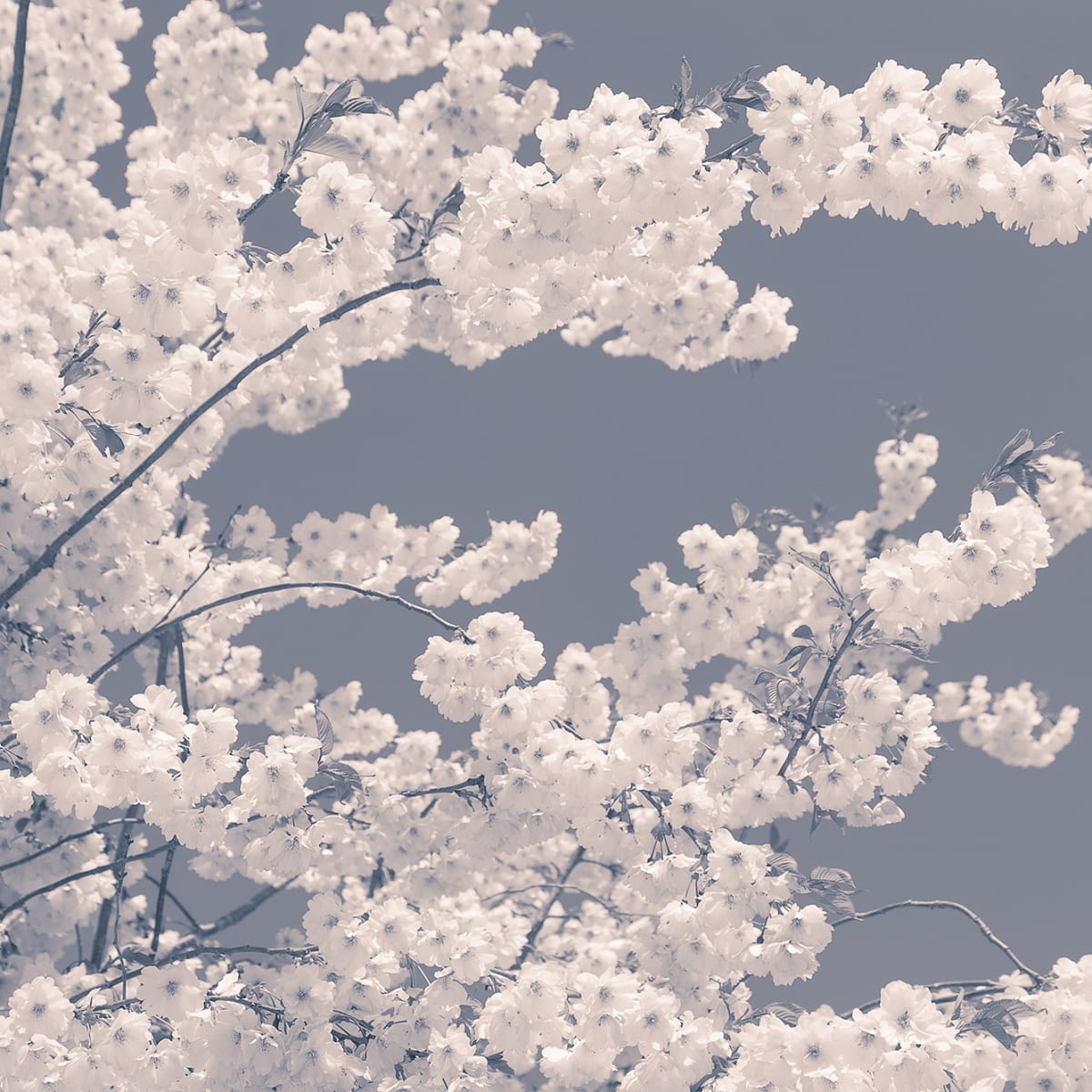 Tapetti Blossom For The Bees