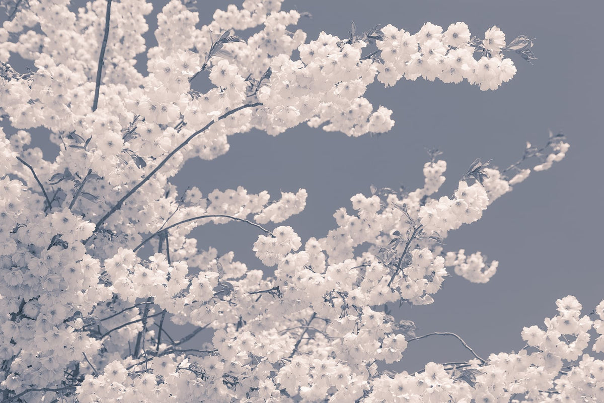 Tapetti Blossom For The Bees