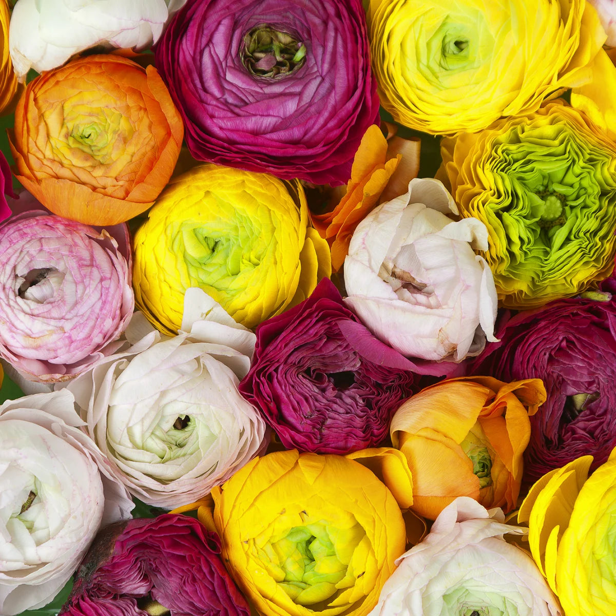 Tapetti Ranunculus