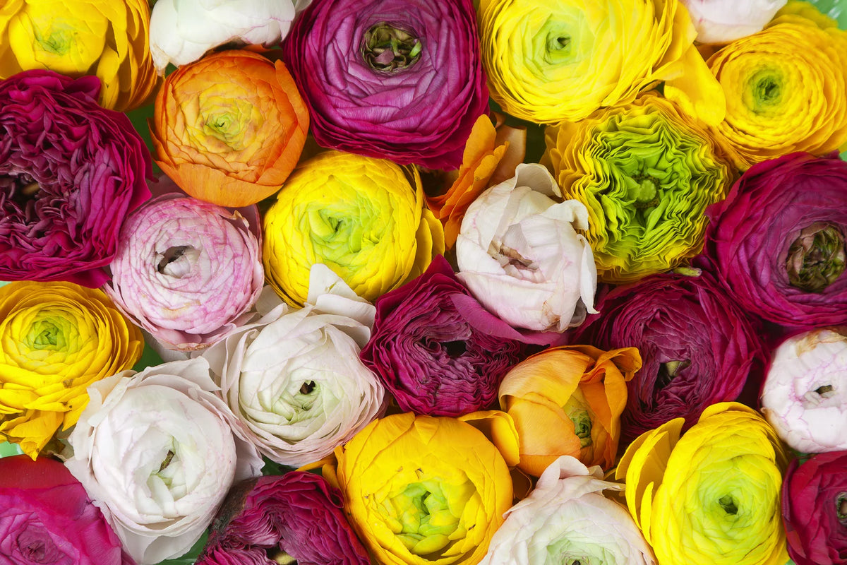 Tapetti Ranunculus
