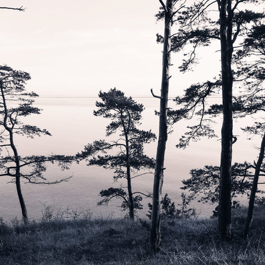 Tapetti Old Pine Trees