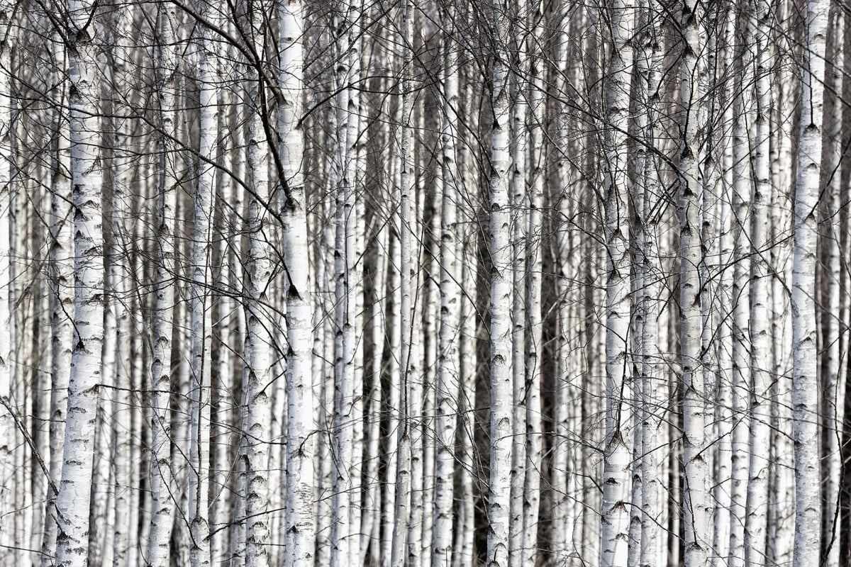Tapetti Birch Trunks