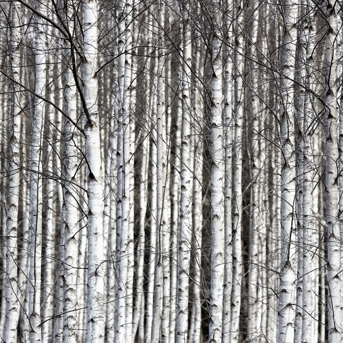 Tapetti Birch Trunks