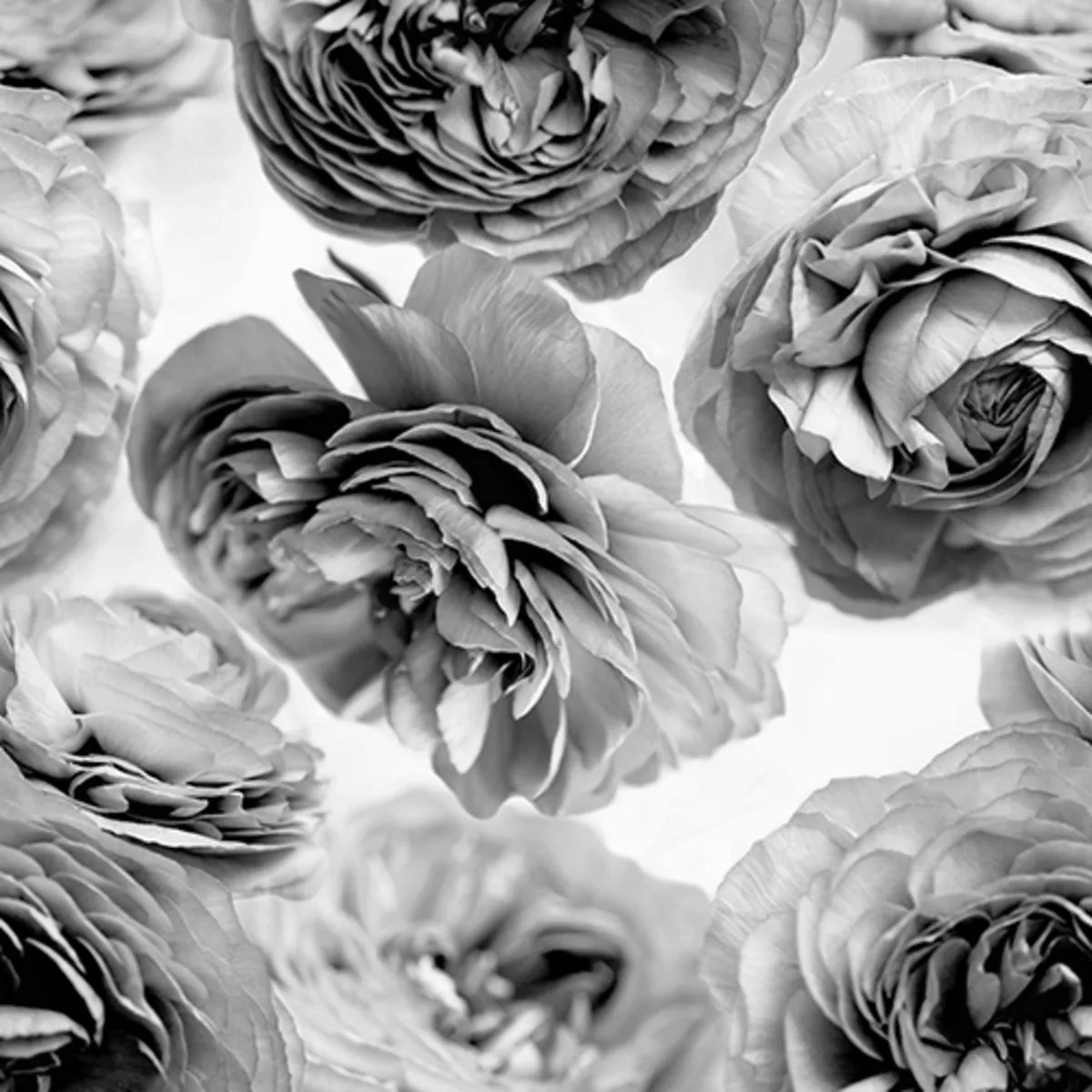 Tapetti Summer Wind, Black and White