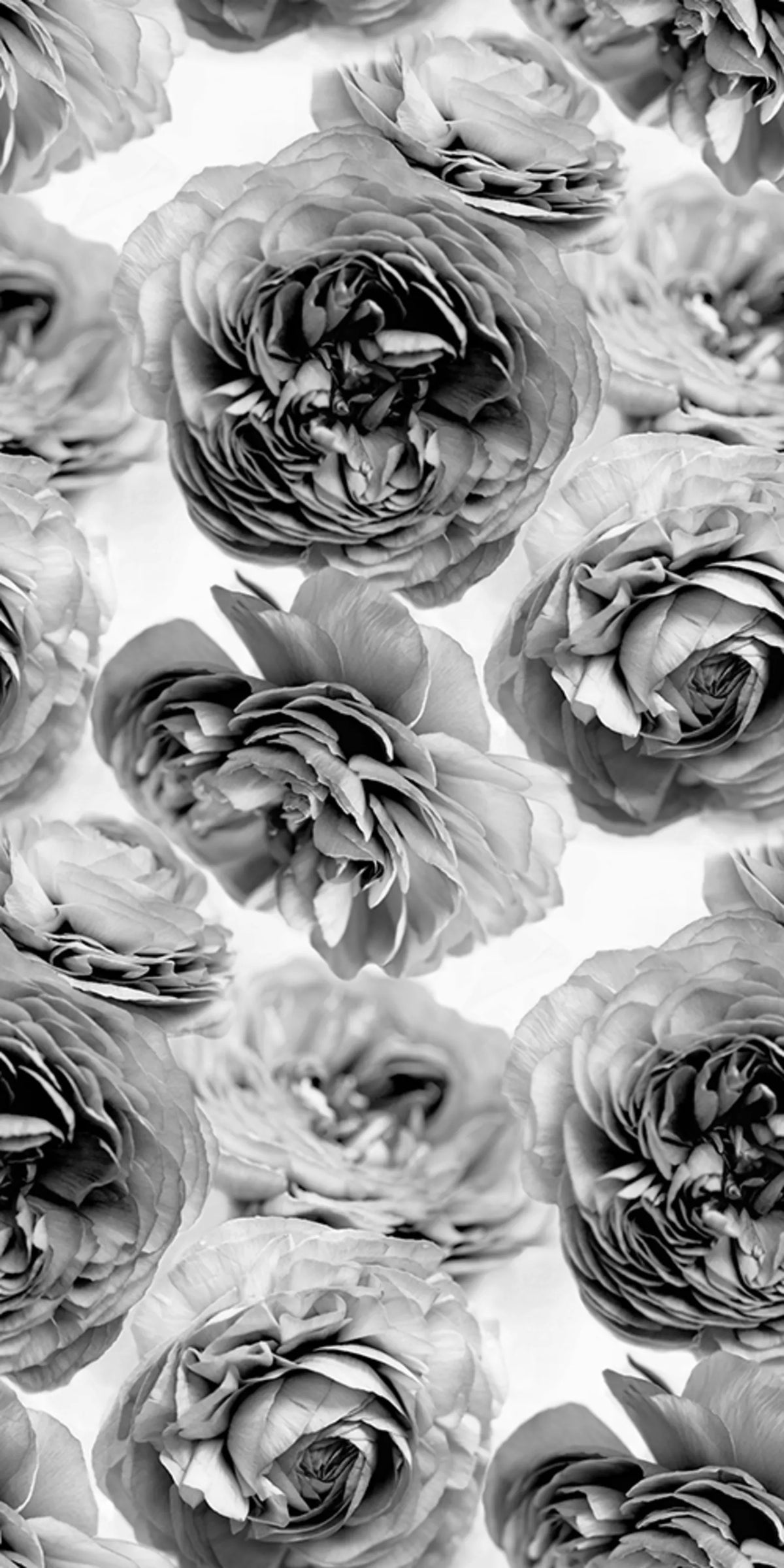 Tapetti Summer Wind, Black and White