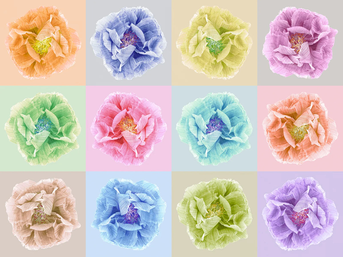 Tapetti Poppy Art Andy