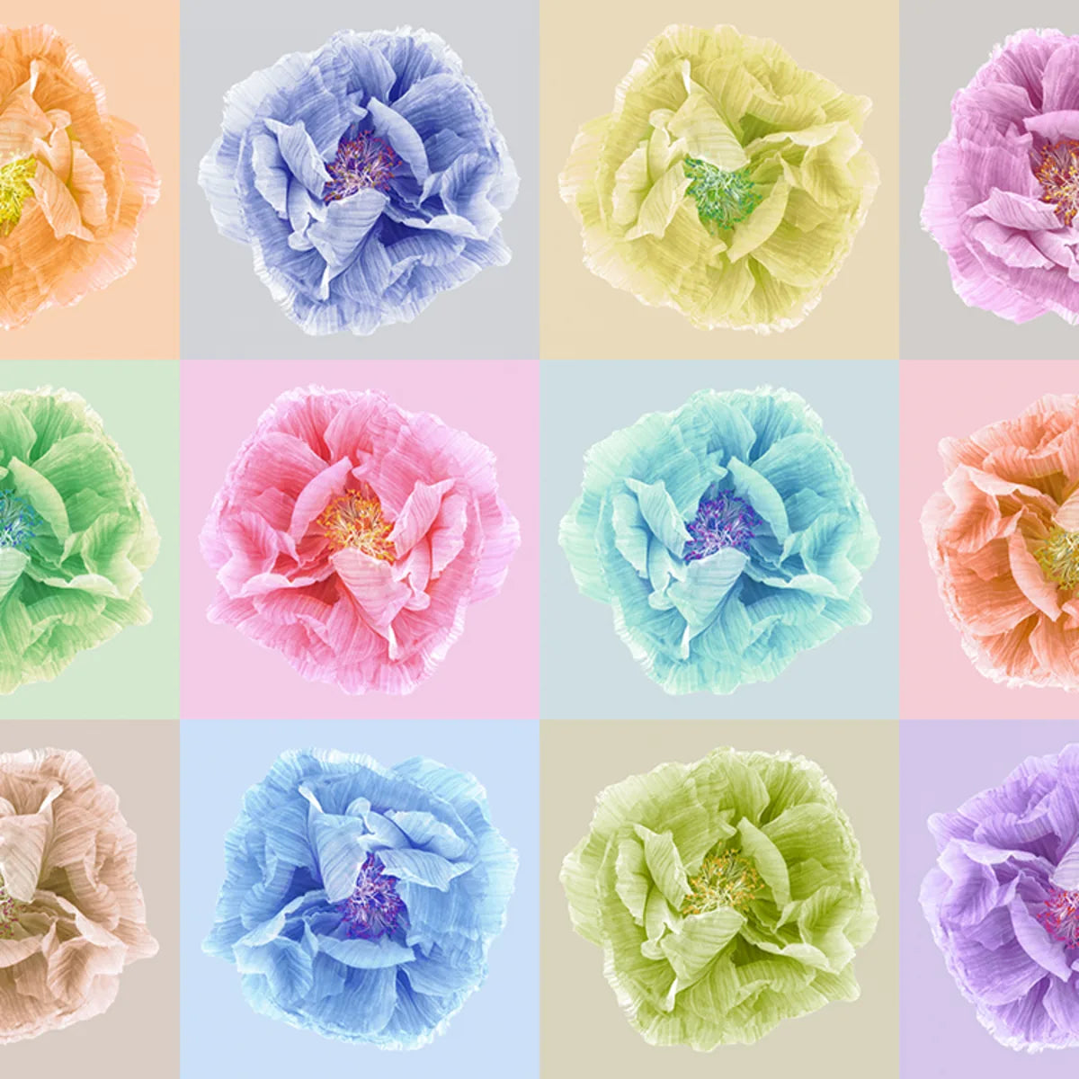 Tapetti Poppy Art Andy