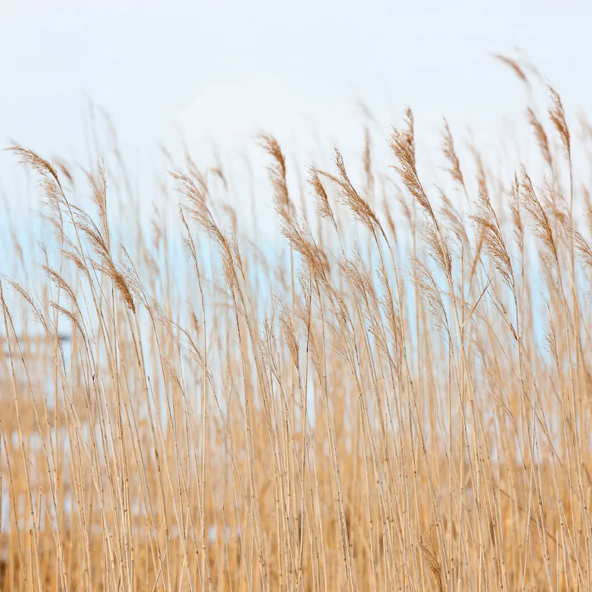 Tapetti Swaying Wheat