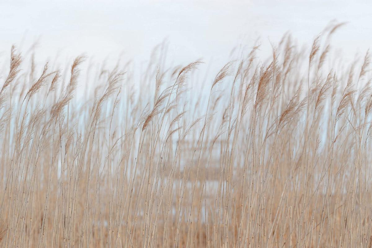 Tapetti Swaying Reed