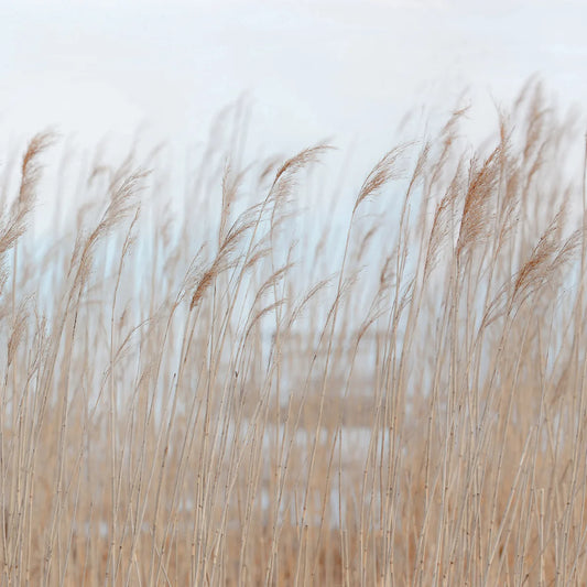 Tapetti Swaying Reed