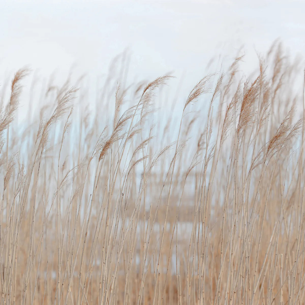 Tapetti Swaying Reed
