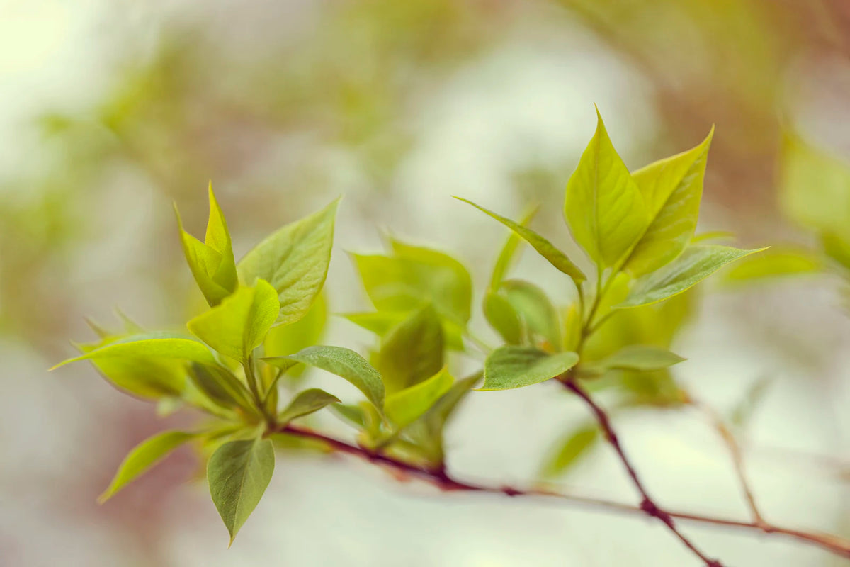 Tapetti Green Leaves