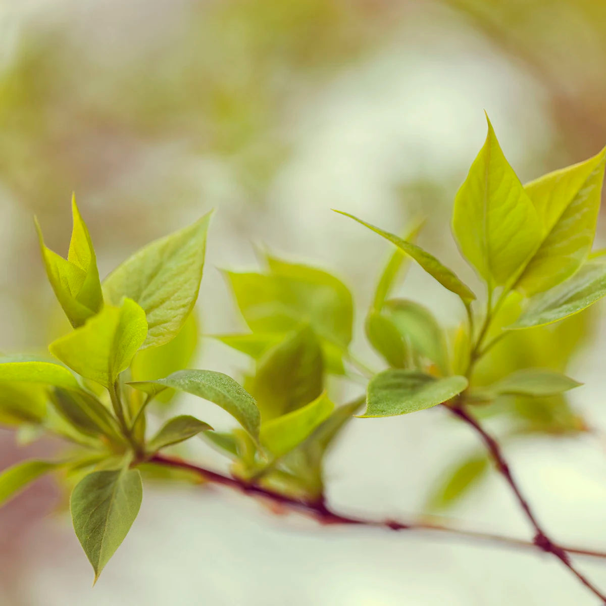 Tapetti Green Leaves