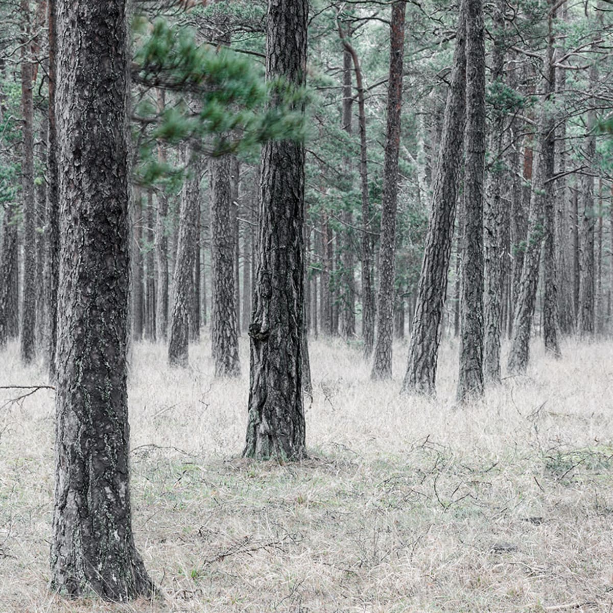 Tapetti Pine Forest
