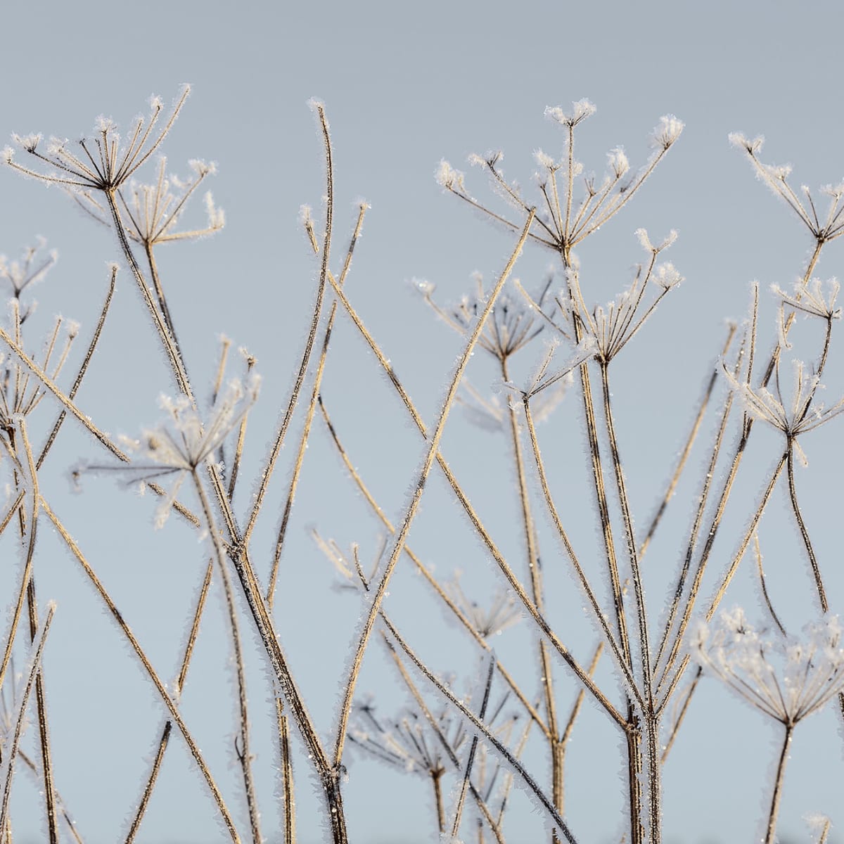 Tapetti Frostwork
