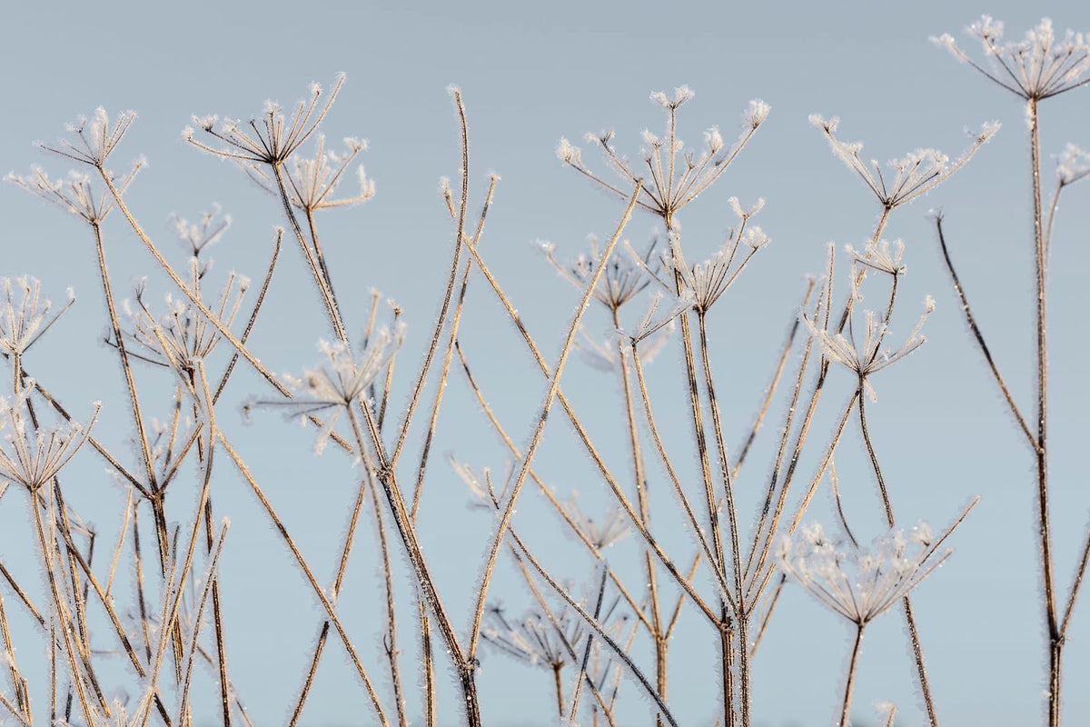 Tapetti Frostwork
