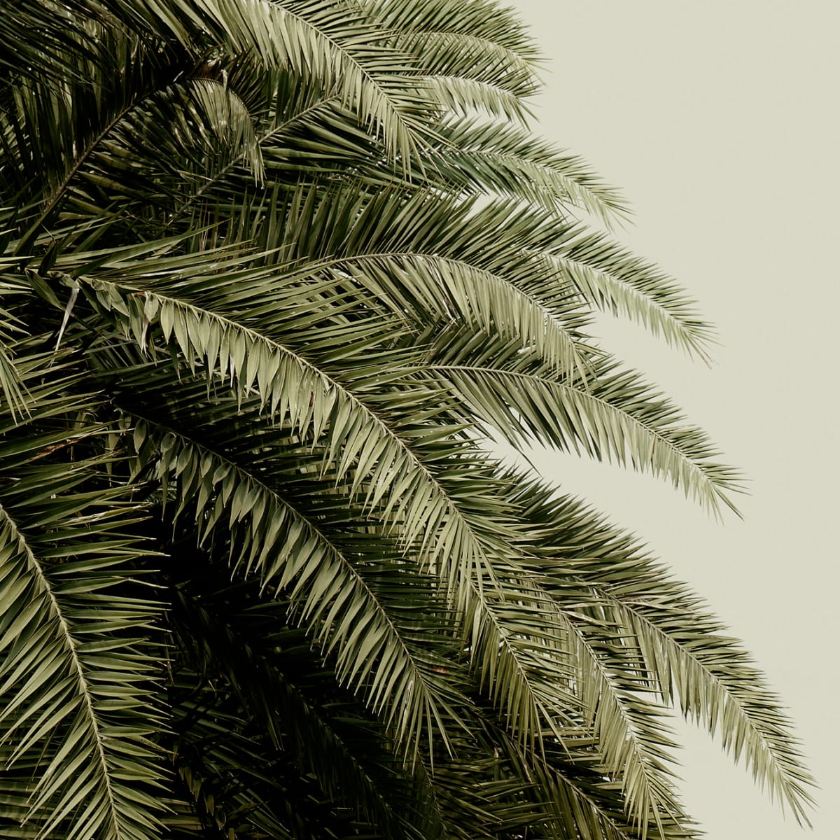 Tapetti Leaf Love