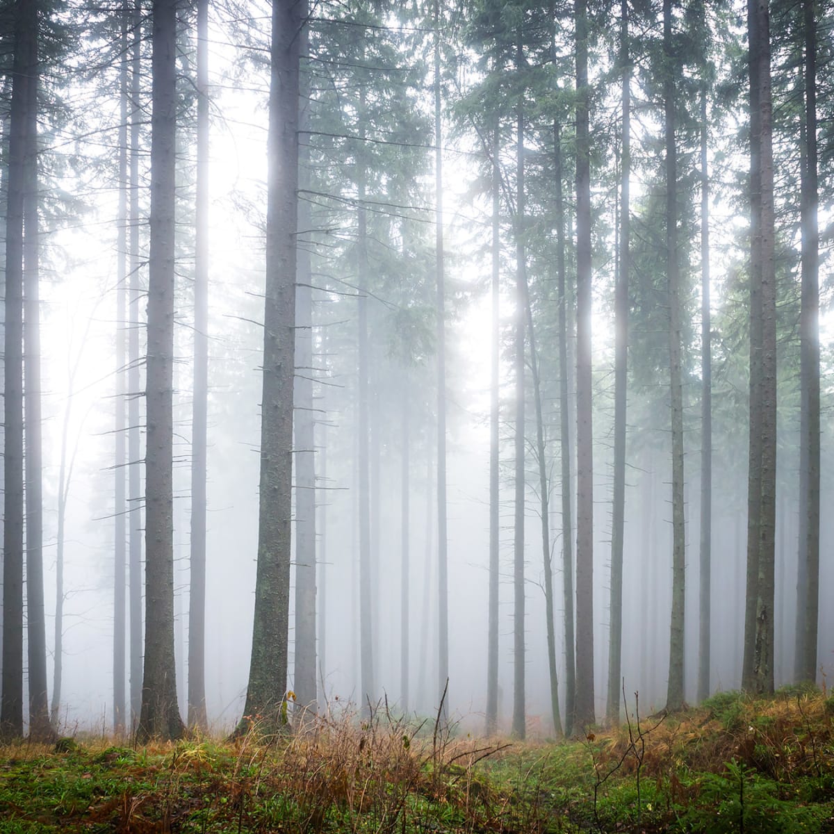 Tapetti Forest Glade