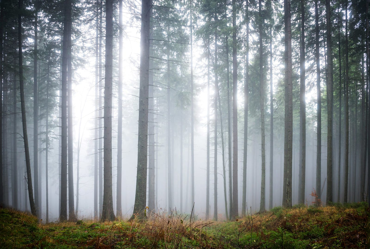 Tapetti Forest Glade