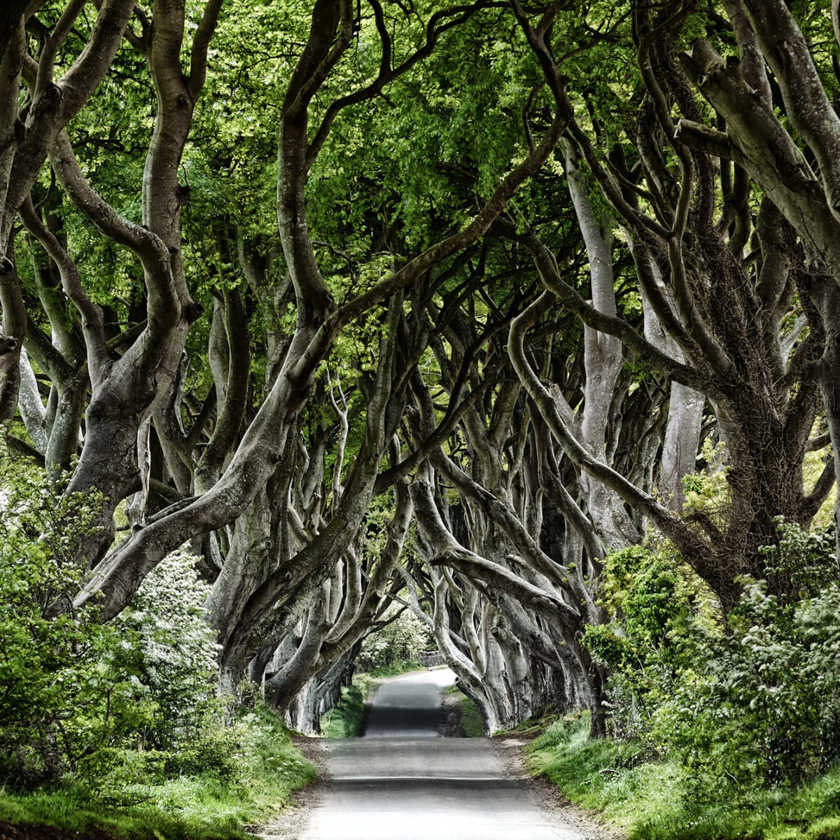 Tapetti Magical Alley