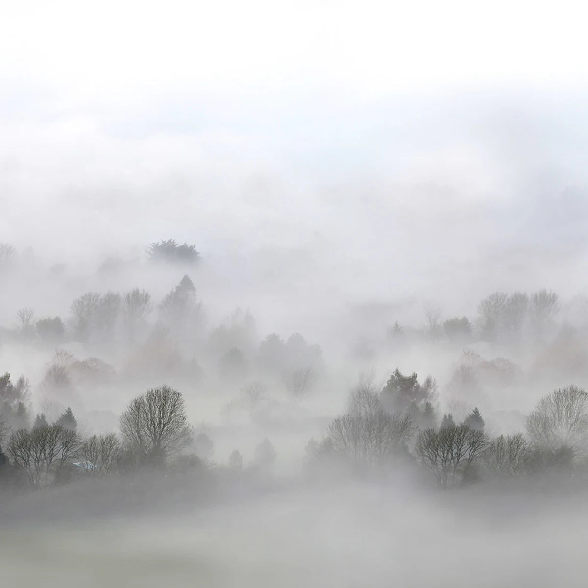 Tapetti Morning Fog