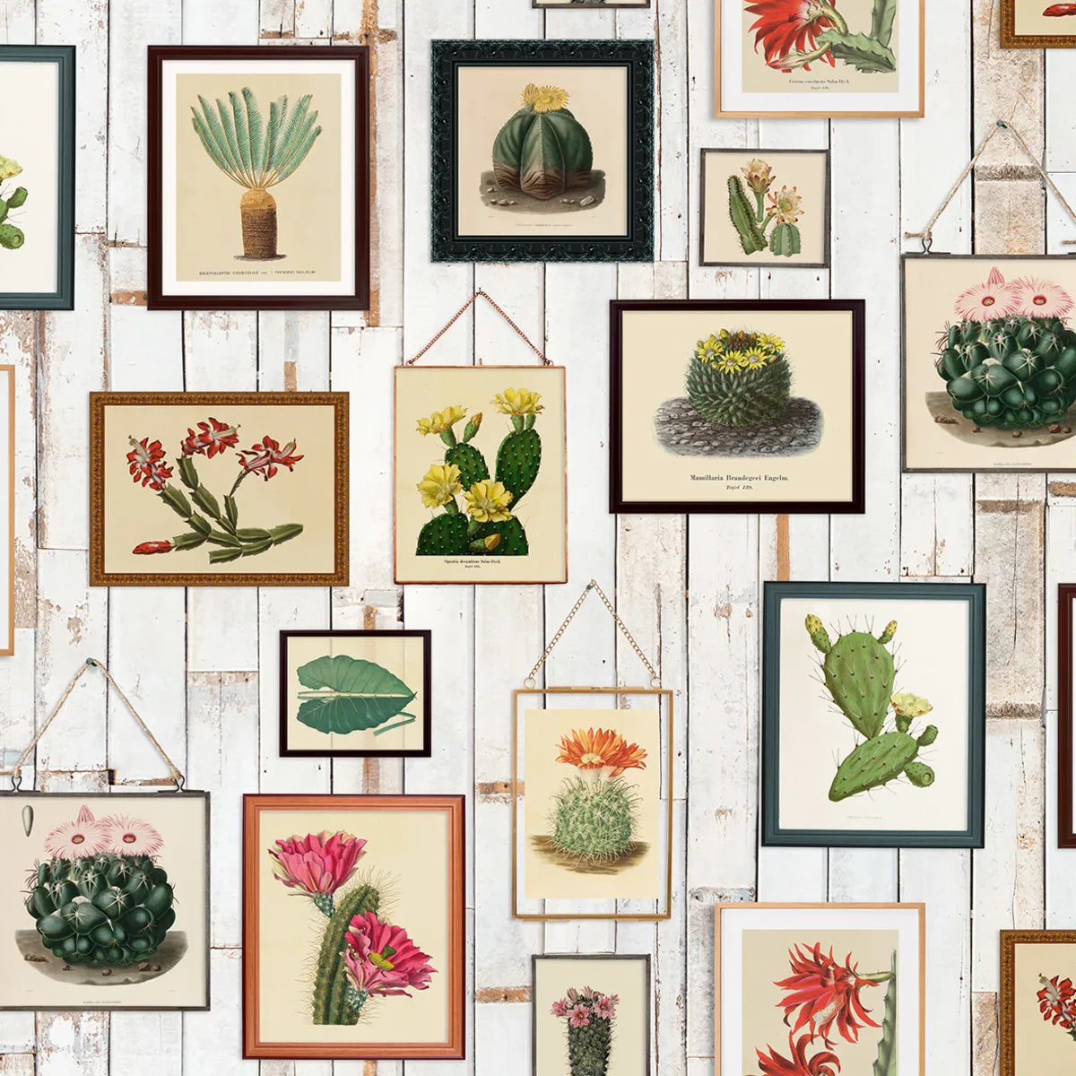 Tapetti Cactus Wall Art