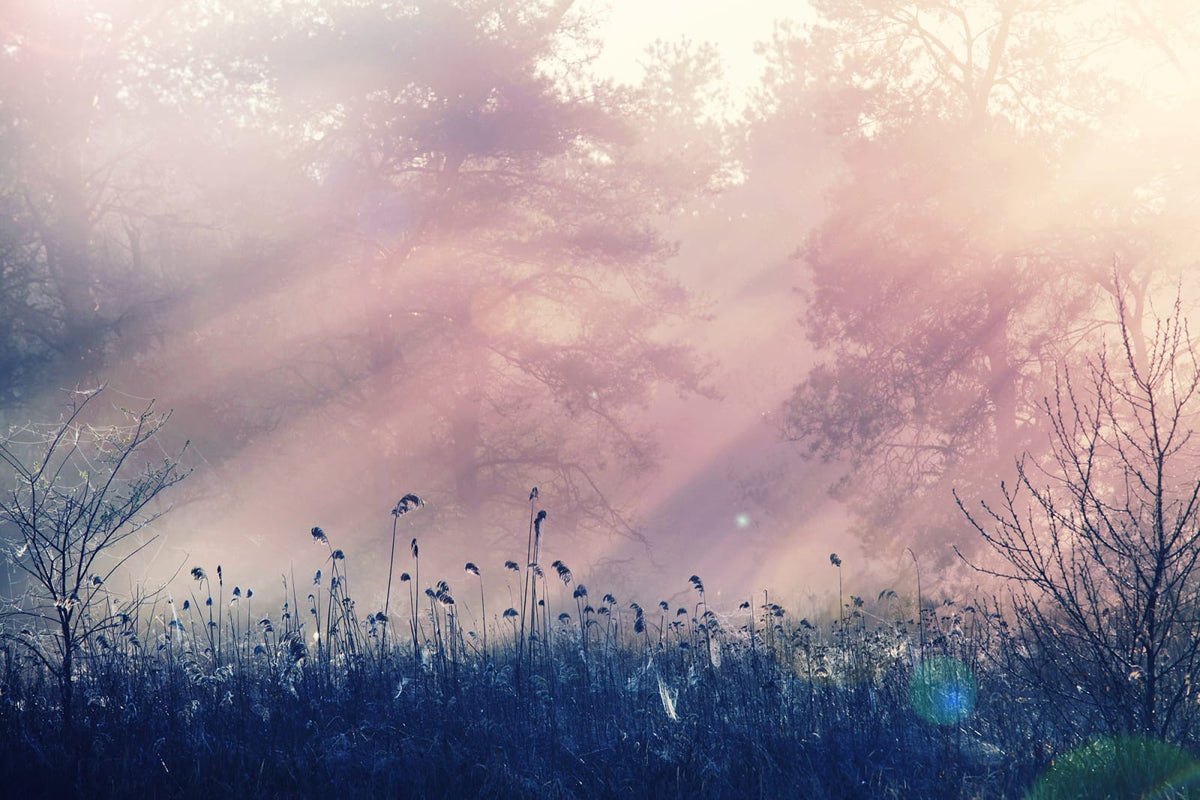 Tapetti Pink Dawn