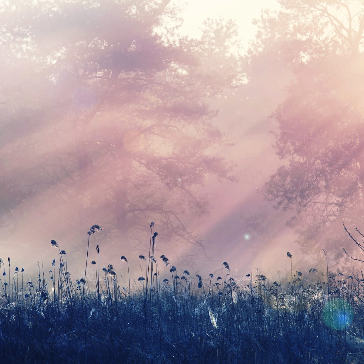 Tapetti Pink Dawn