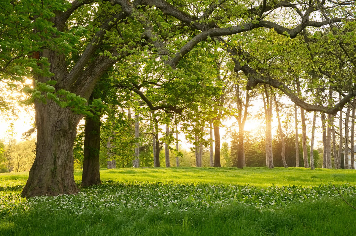 Tapetti Verdant