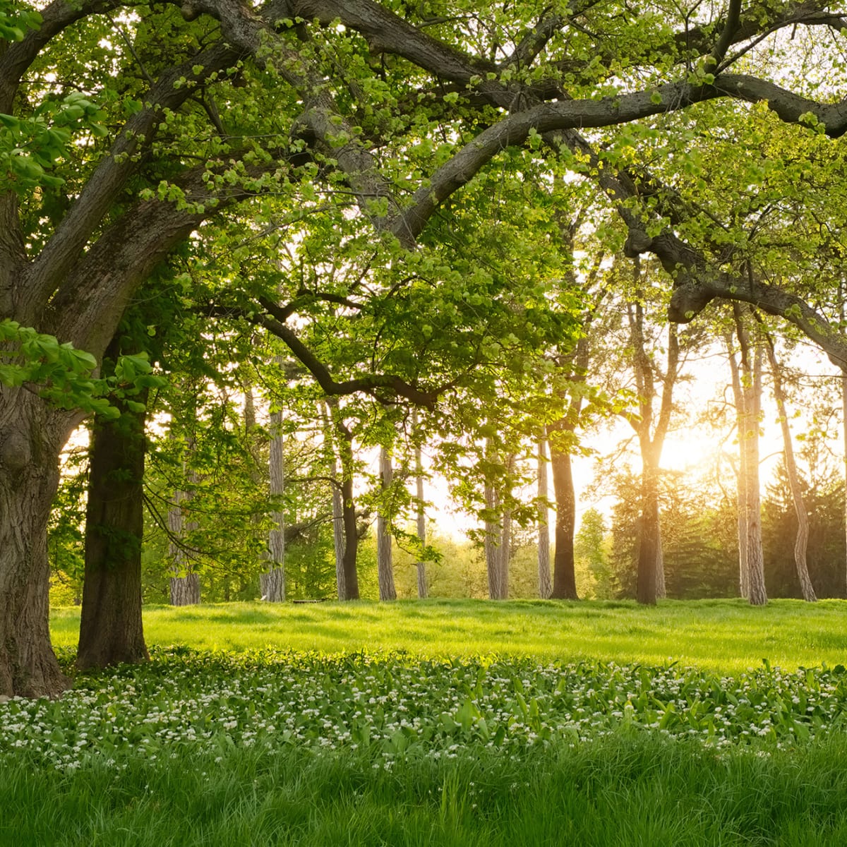 Tapetti Verdant