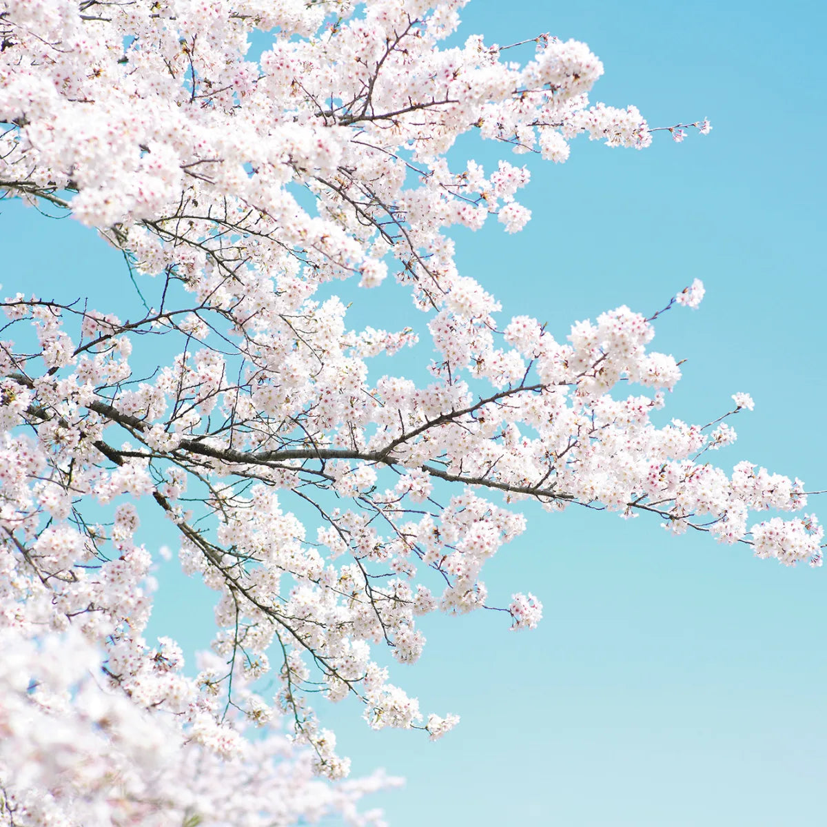 Tapetti Cherry Tree