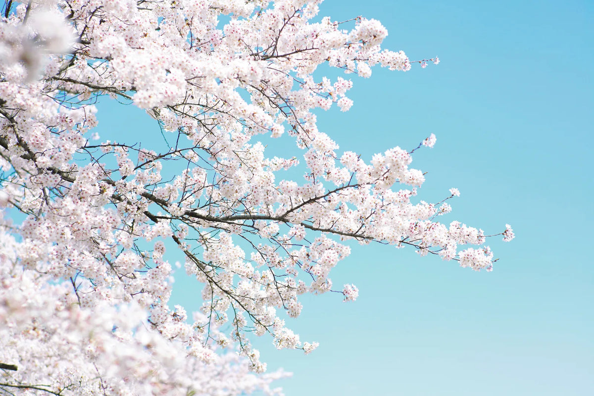 Tapetti Cherry Tree