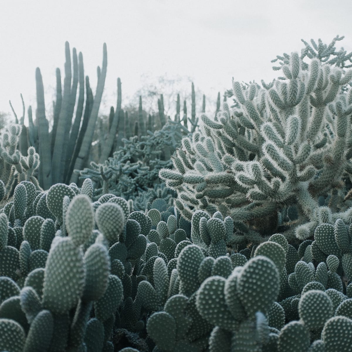Tapetti Cacti