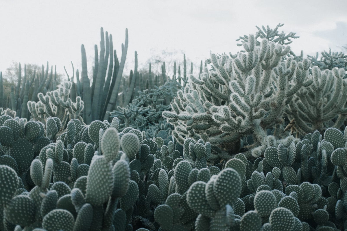 Tapetti Cacti