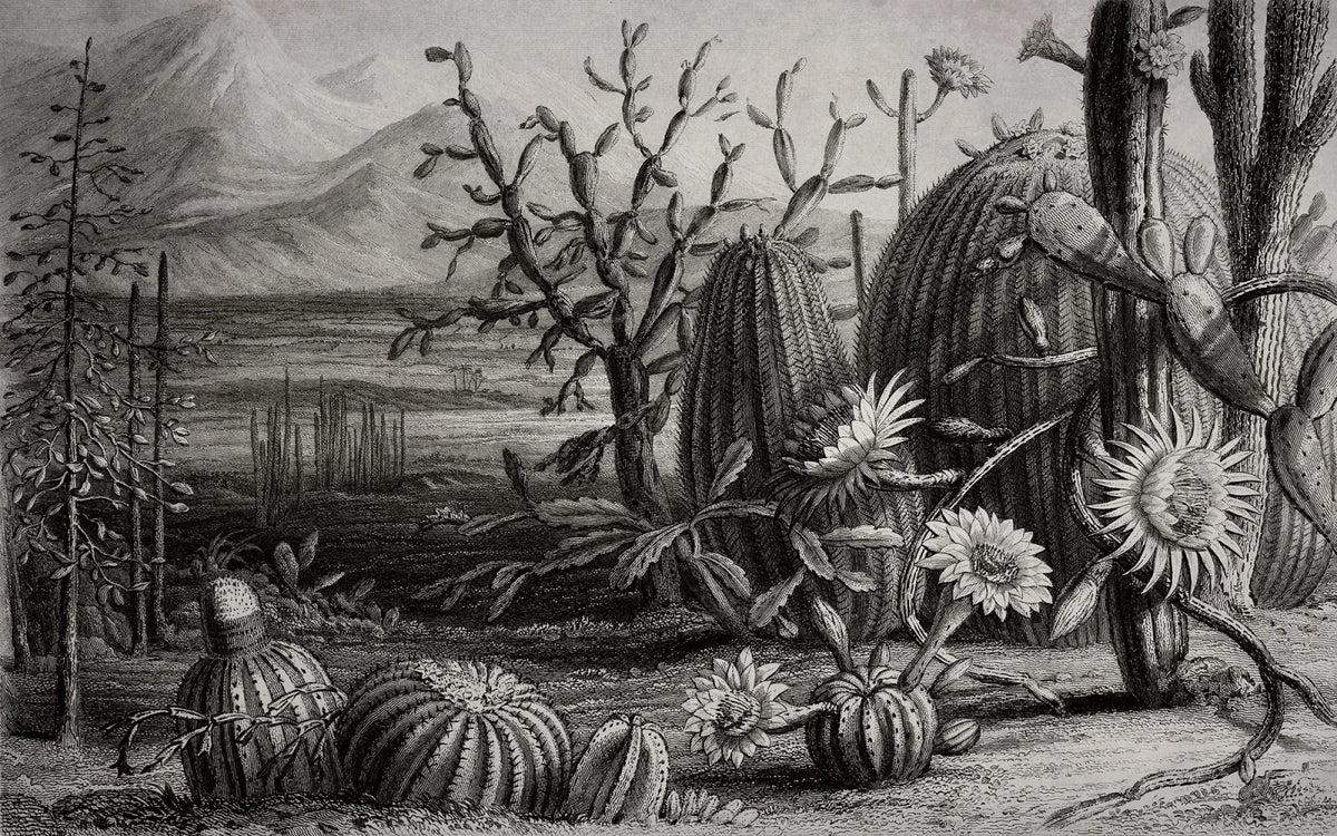 Tapetti Cactus Garden