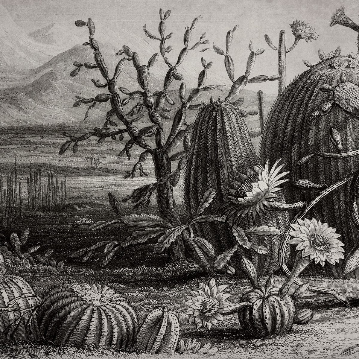 Tapetti Cactus Garden