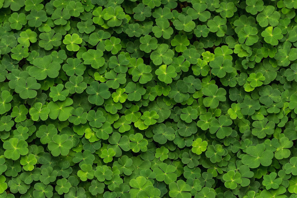 Tapetti Clover