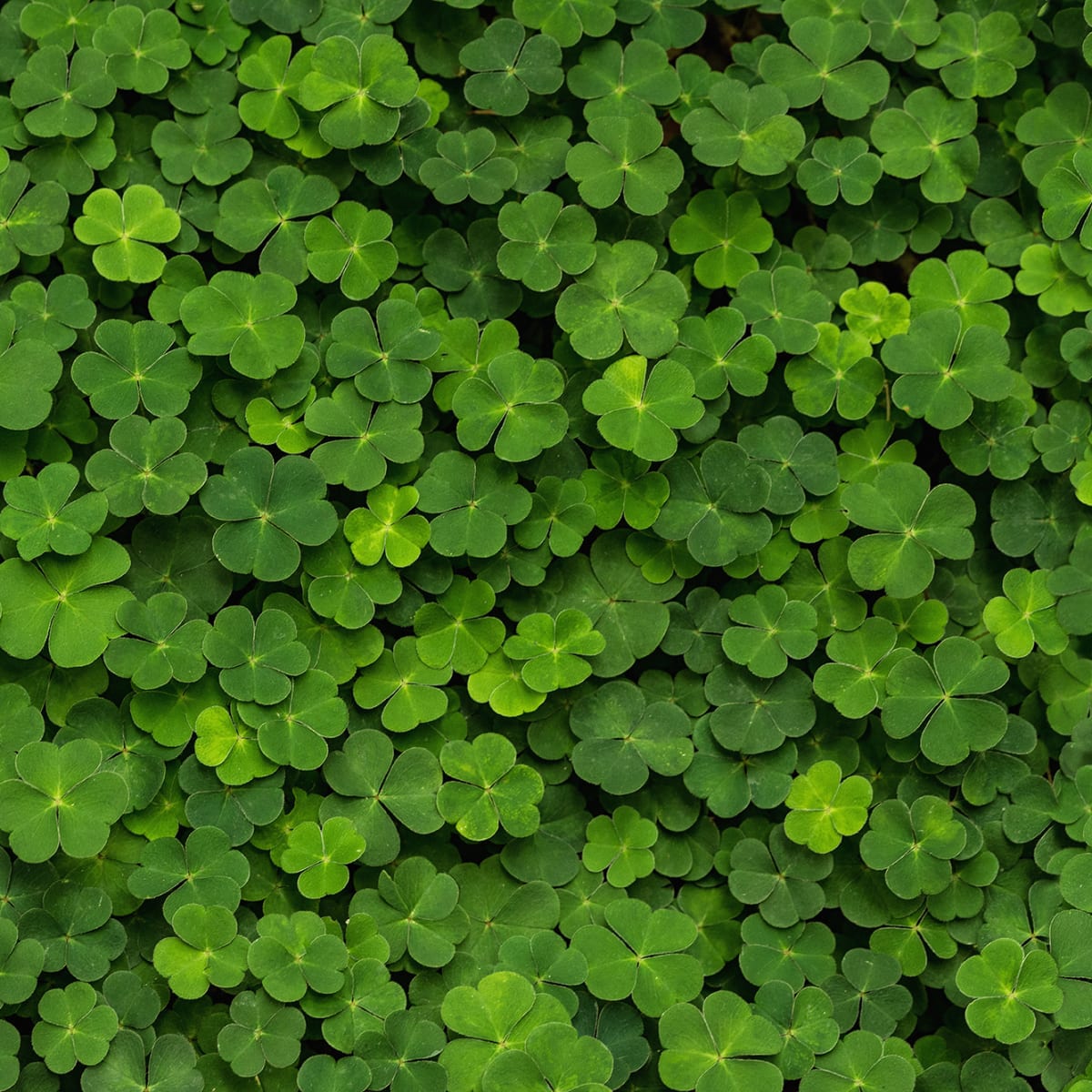 Tapetti Clover