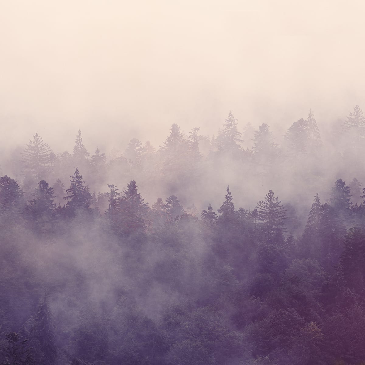 Tapetti Fir Forest