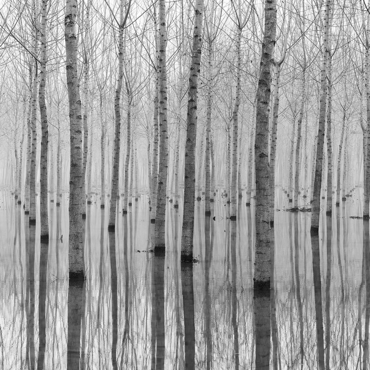 Tapetti Birch Echo