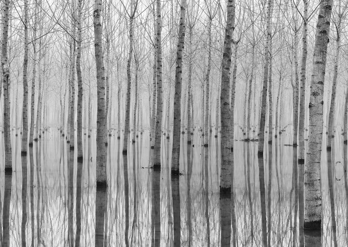 Tapetti Birch Echo