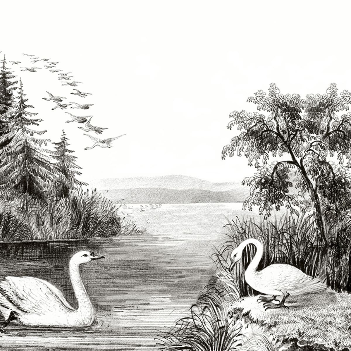 Tapetti Swan Lake