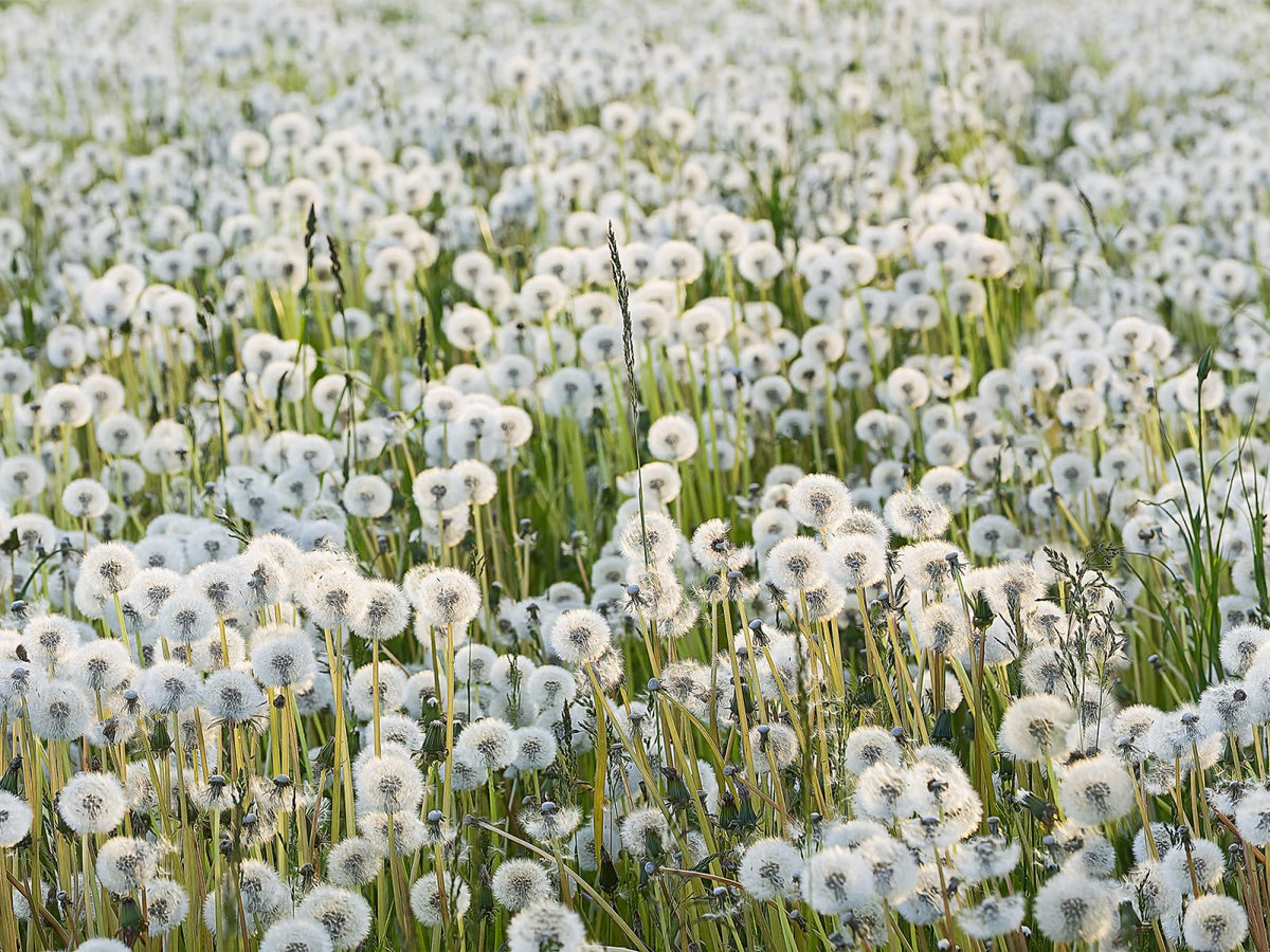Tapetti Dandelions