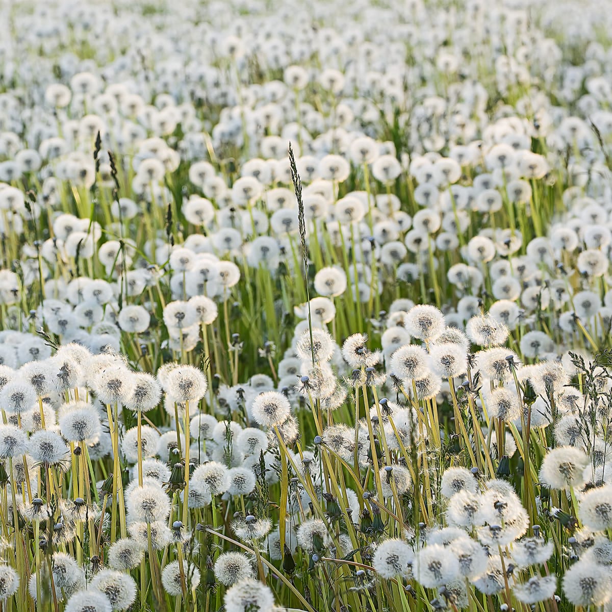 Tapetti Dandelions