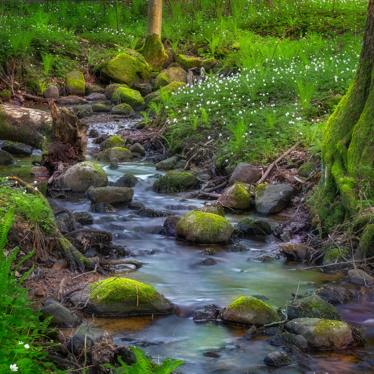 Tapetti Stream