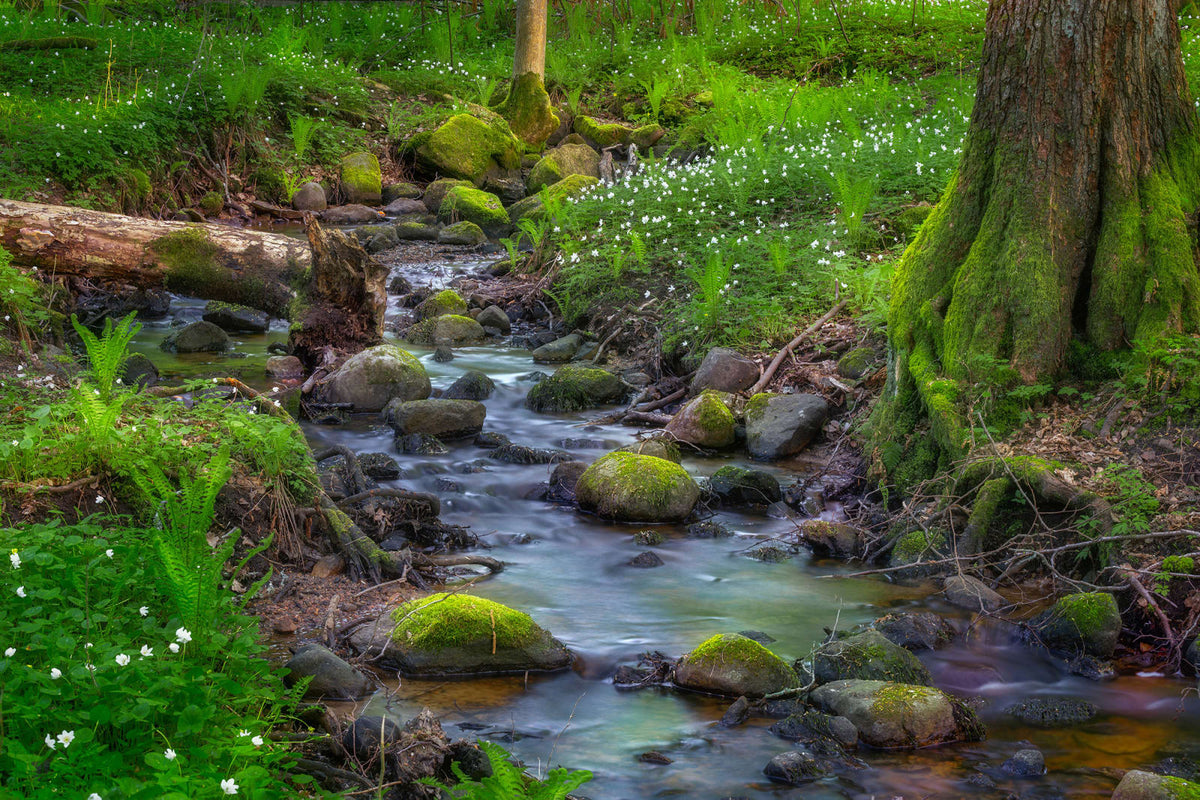 Tapetti Stream
